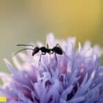 Ant spiritual meaning