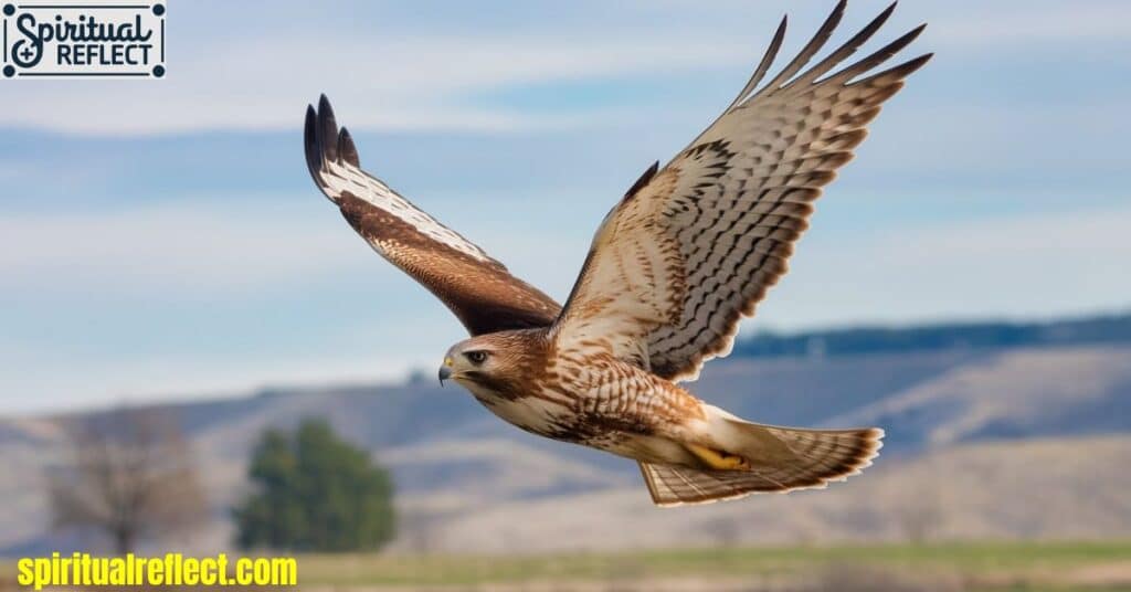 Hawk Spiritual Meaning Overview