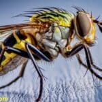 Spiritual meaning of a fly