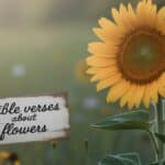 Bible Verses About Flowers: God's Beauty in Nature