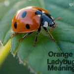 Orange Ladybug Meaning: A Sign of Luck, Love & Transformation