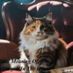 Spiritual Meaning Of cat peeing On you In The House