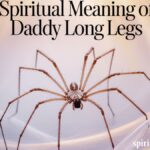 Spiritual Meaning of Daddy Long Legs